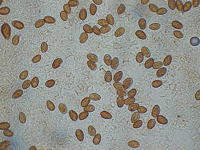 Galerina spec. Cod.DSCN 9149